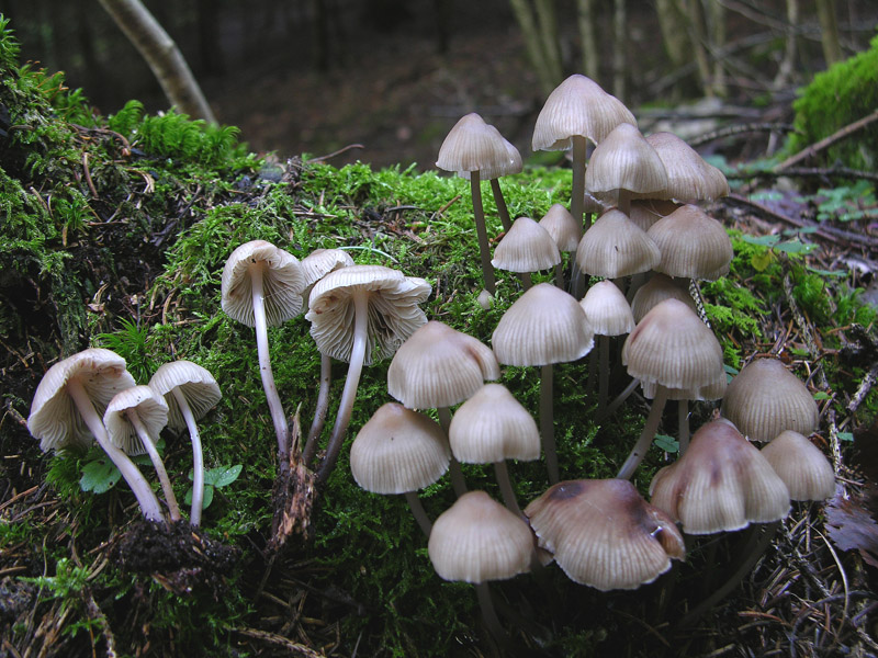 Fungo da determinare 7 (cfr. Mycena zephirus)